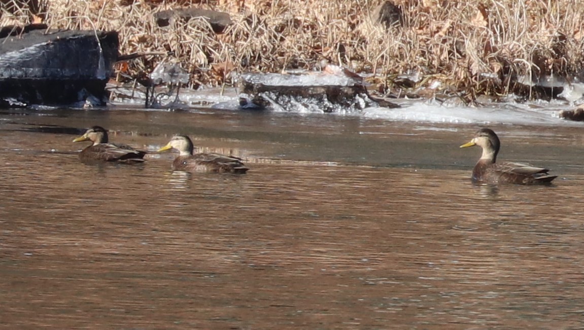 アメリカガモ - ML647054752