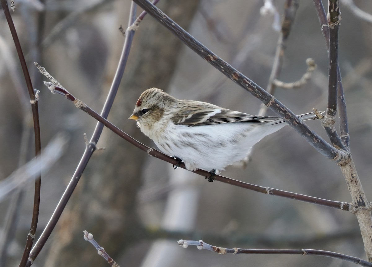 תפוחית שחורת-סנטר (צפונית) - ML647054755