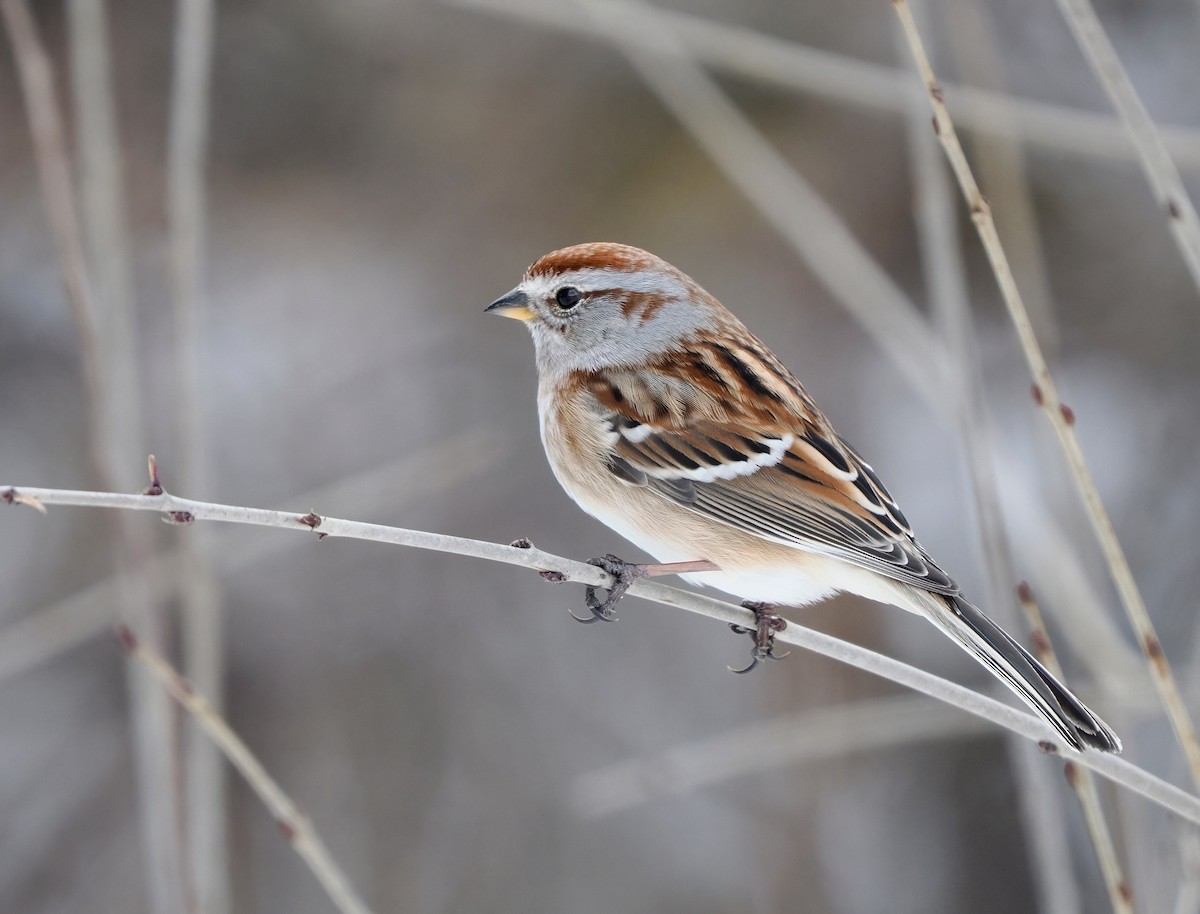 ムナフヒメドリ - ML647054757