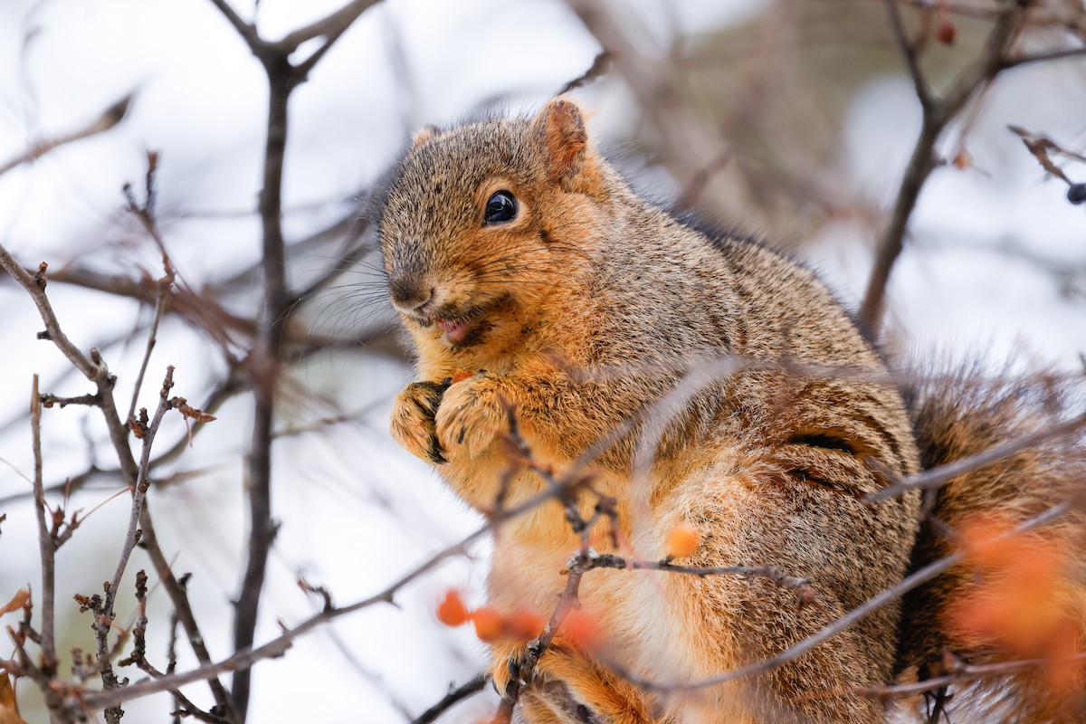 Eastern Fox Squirrel - ML647054758