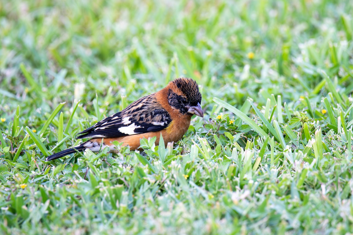 Black-headed Grosbeak - ML647054760
