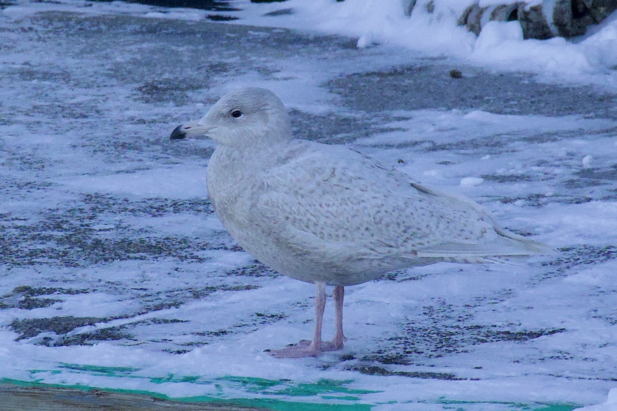 Gabbiano glauco - ML647054761