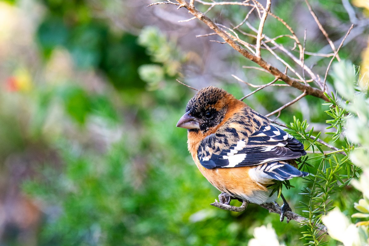Black-headed Grosbeak - ML647054762