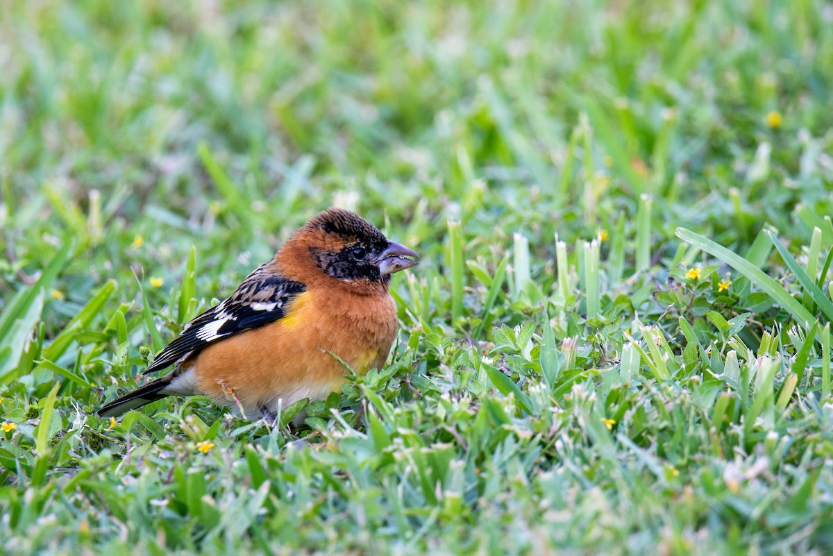 Black-headed Grosbeak - ML647054763