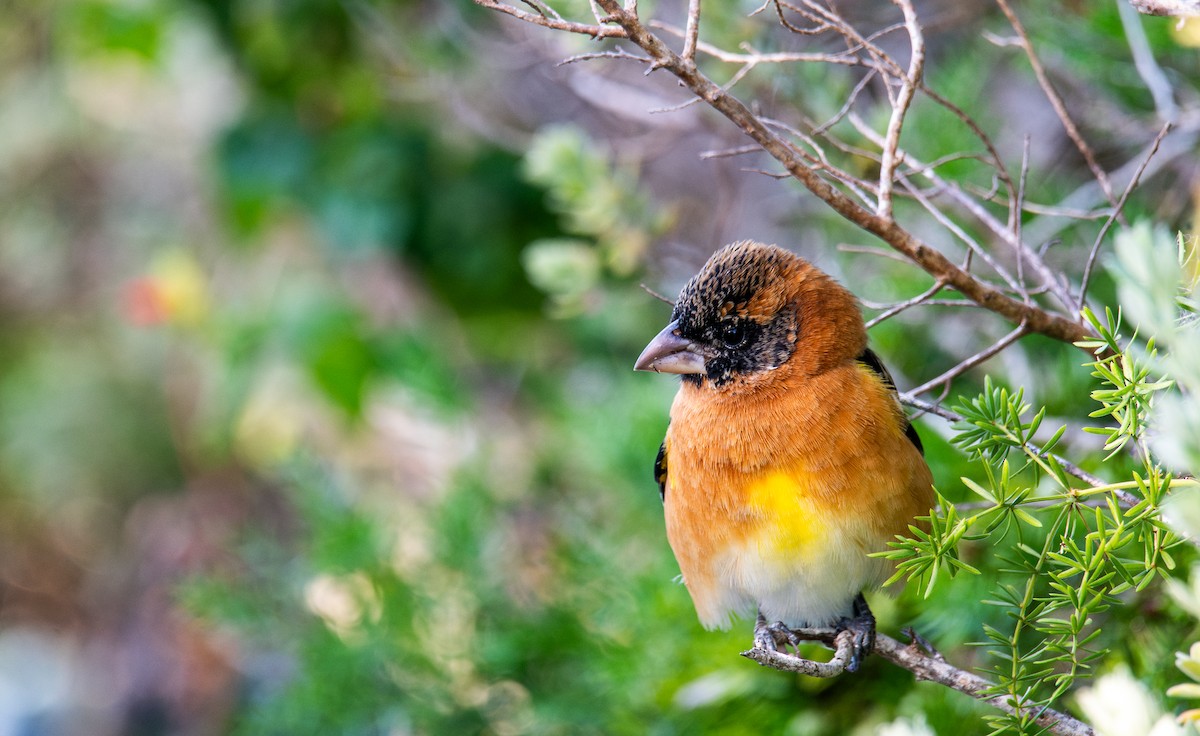 Black-headed Grosbeak - ML647054764