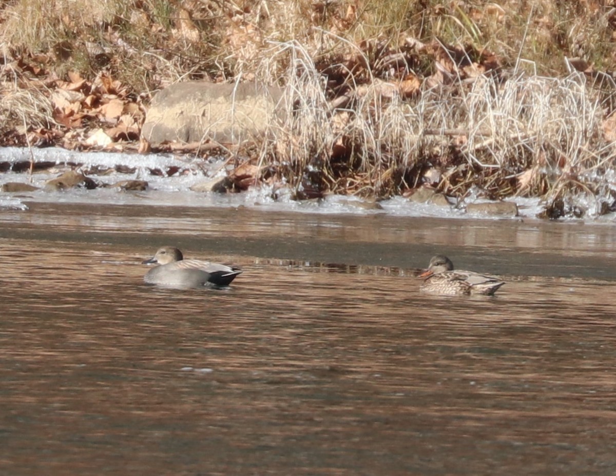 Нерозень - ML647054769