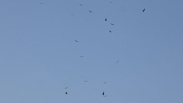 Black Vulture - ML647054775