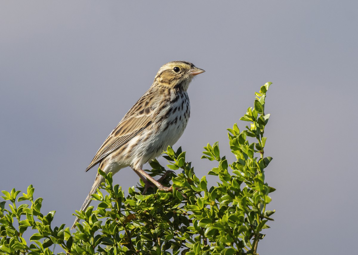 Пасовник савановий - ML647054776