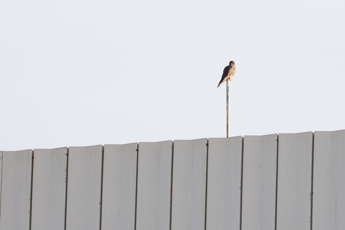 Підсоколик малий - ML647054787