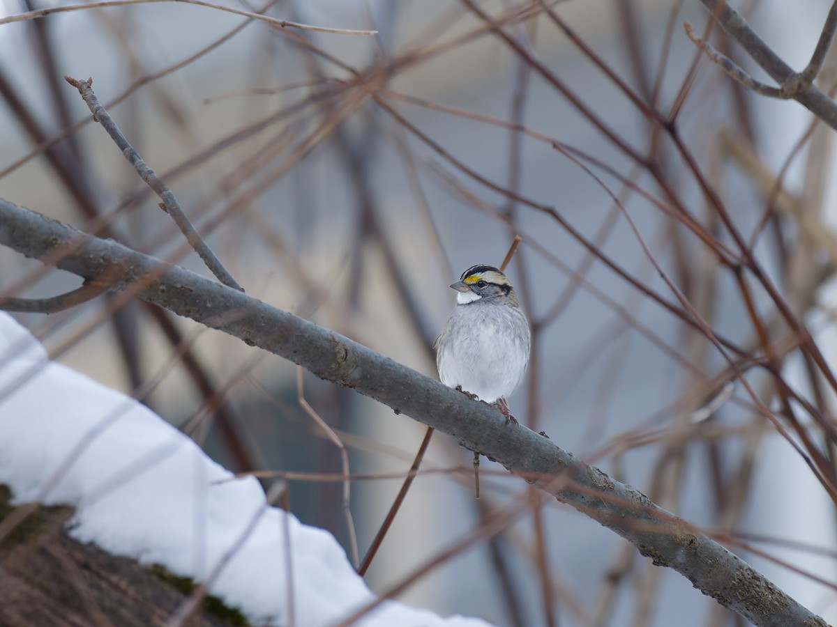 Chingolo Gorjiblanco - ML647054788