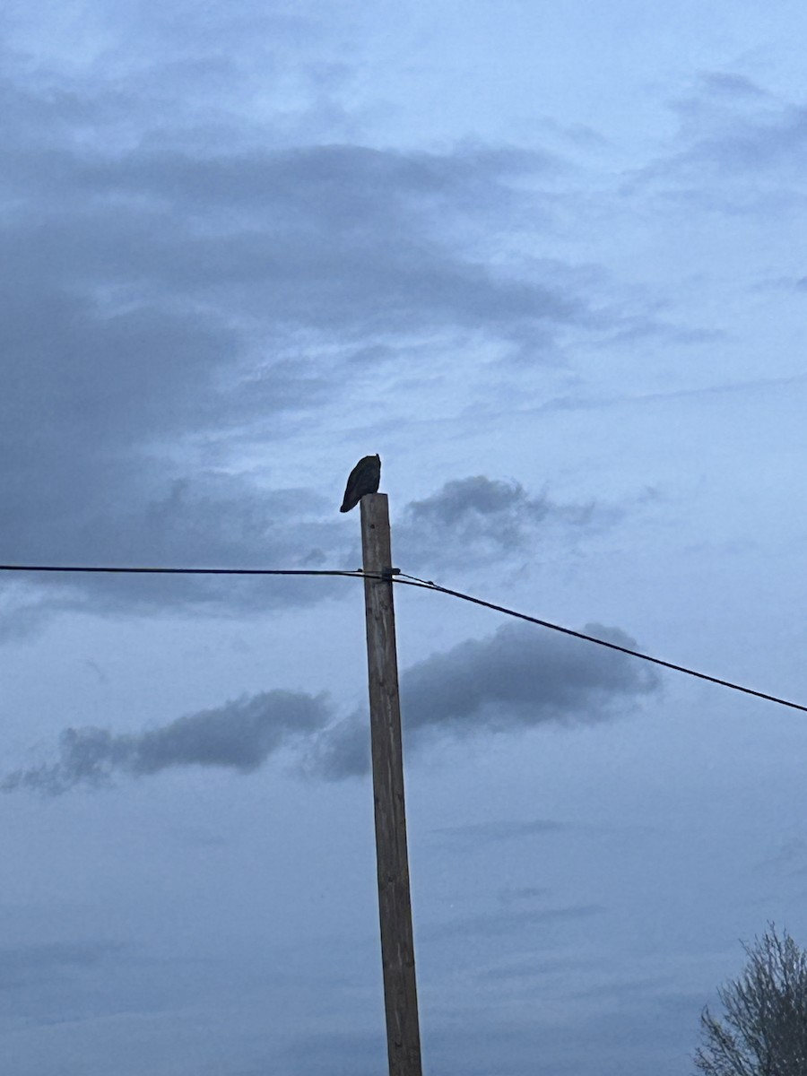 Great Horned Owl - ML647054805