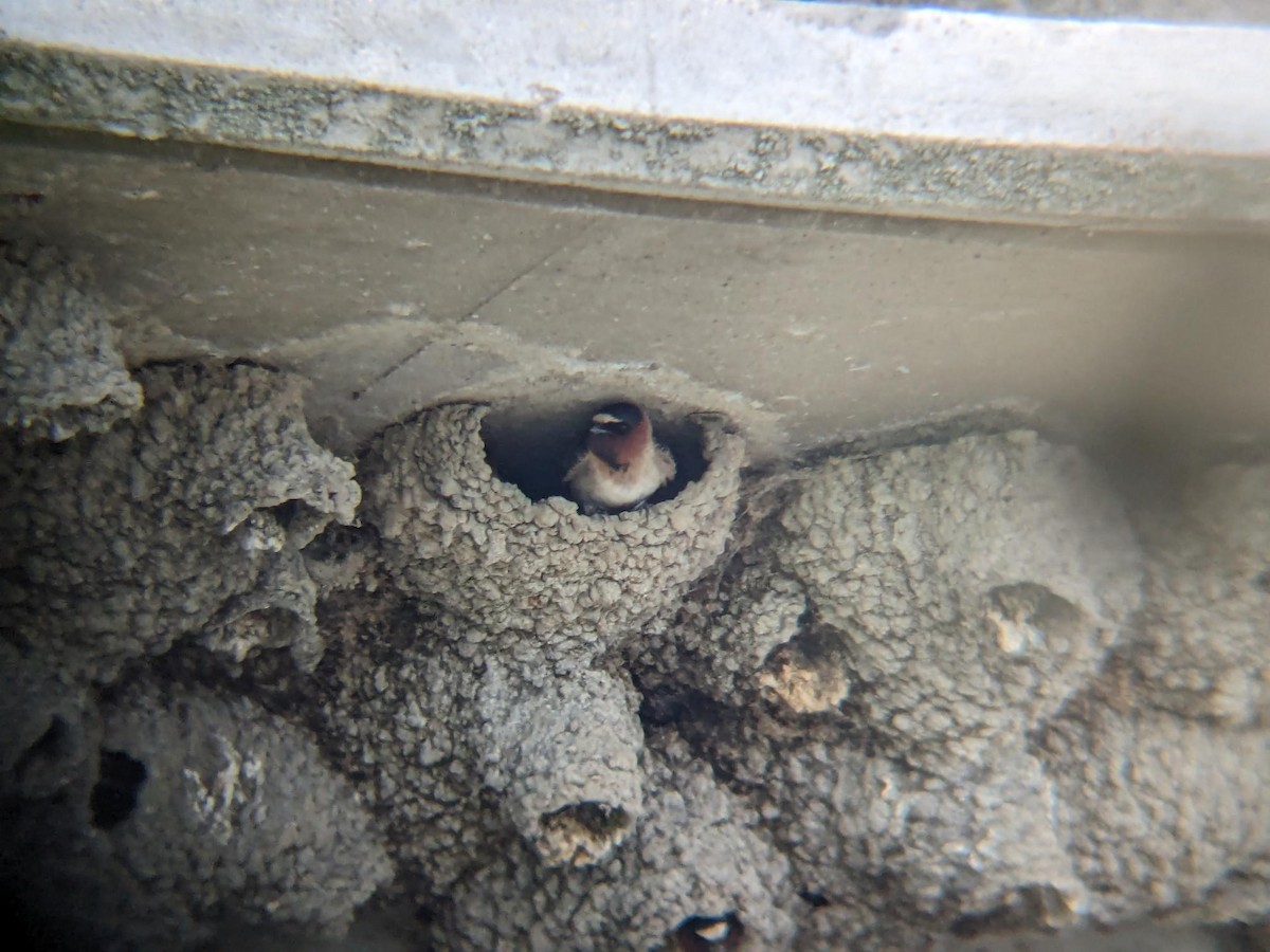 סנונית אמריקנית - ML647054806