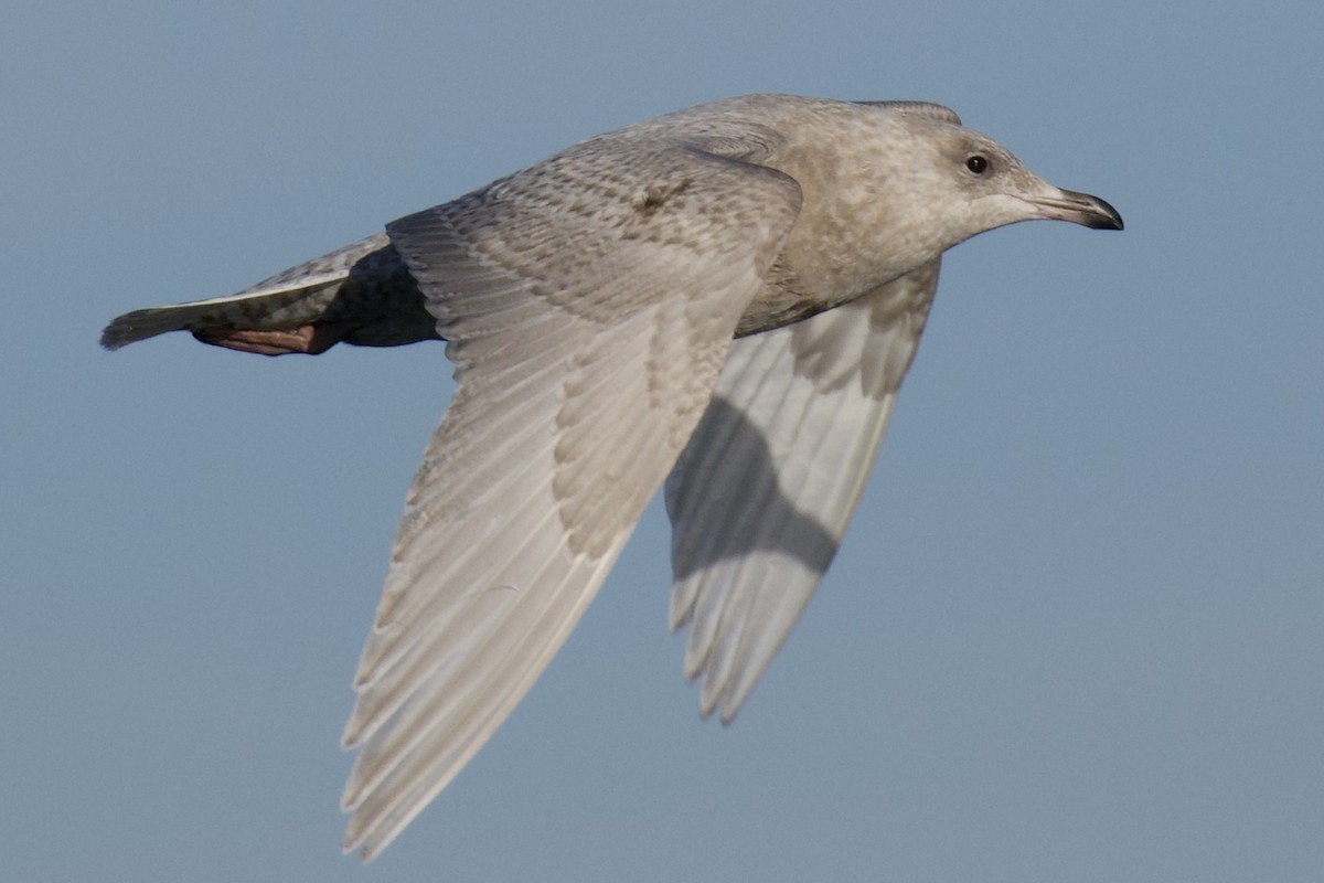 Iceland Gull (kumlieni) - ML647054808