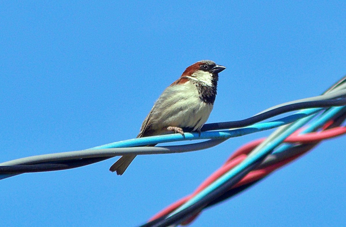 House Sparrow - ML647054809