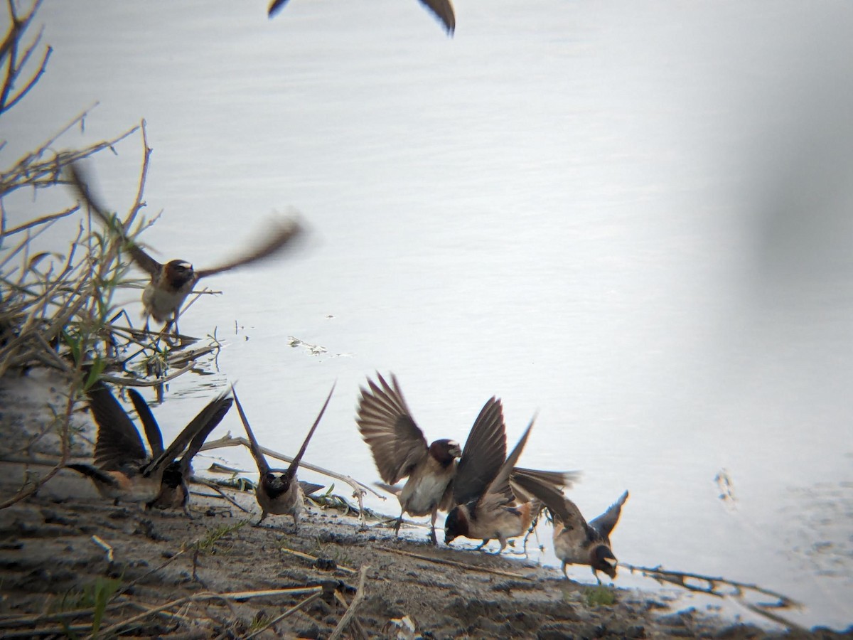 סנונית אמריקנית - ML647054810