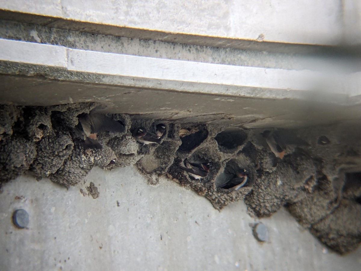 סנונית אמריקנית - ML647054813