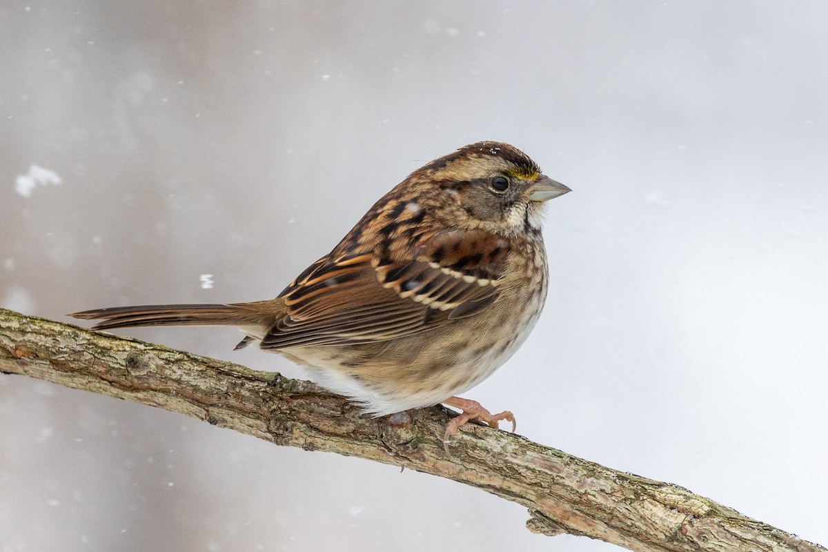 Chingolo Gorjiblanco - ML647054815