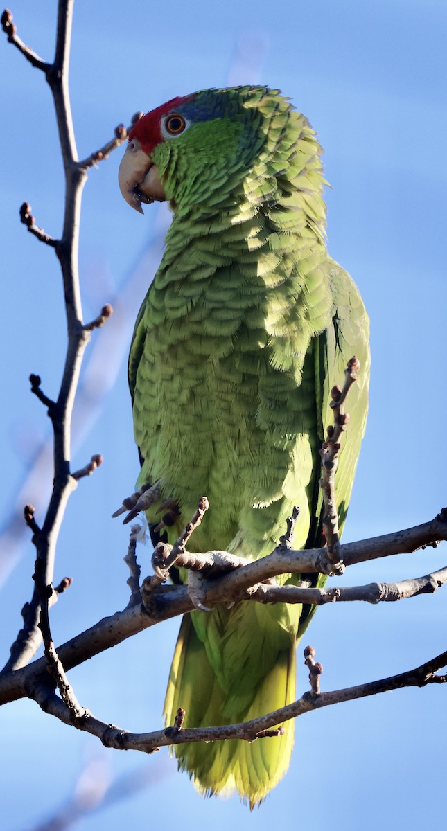 amazoňan zelenolící - ML647054816