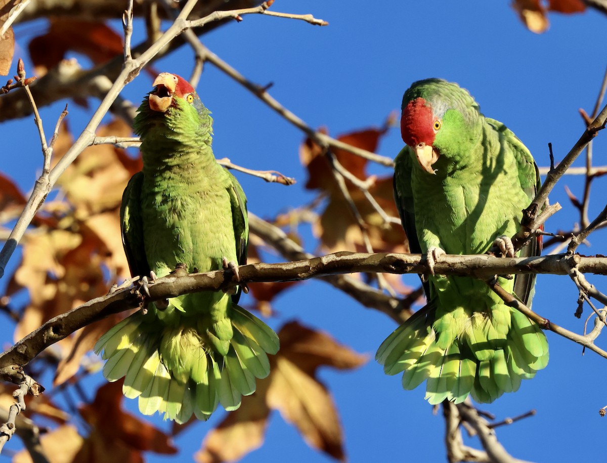 amazoňan zelenolící - ML647054820