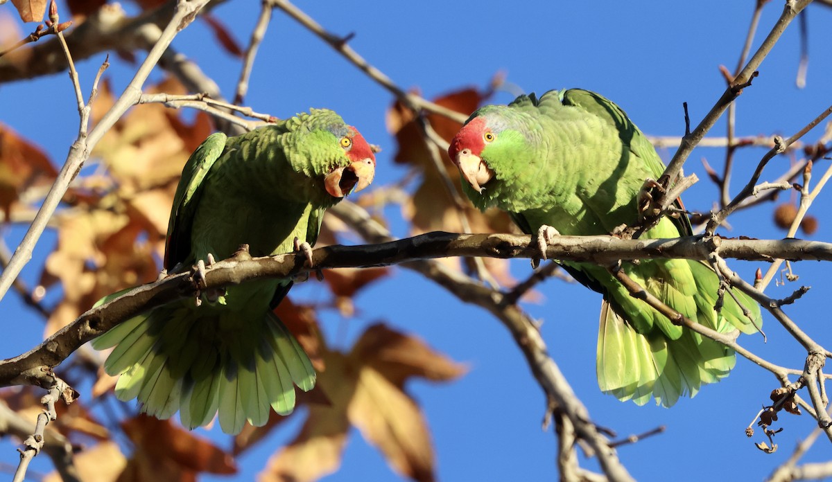 amazoňan zelenolící - ML647054823