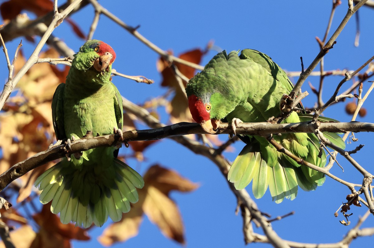 amazoňan zelenolící - ML647054824