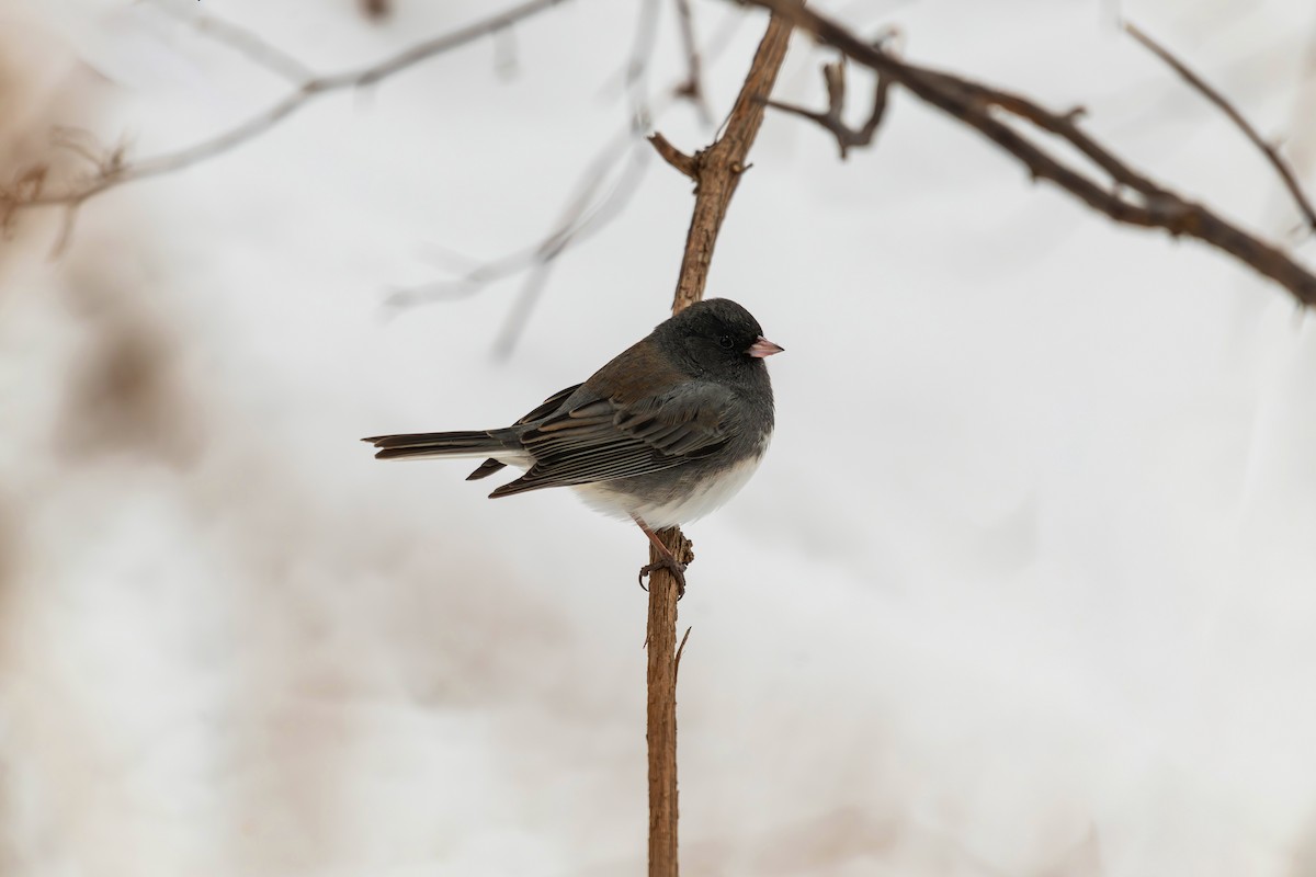 Dark-eyed Junco - ML647054825
