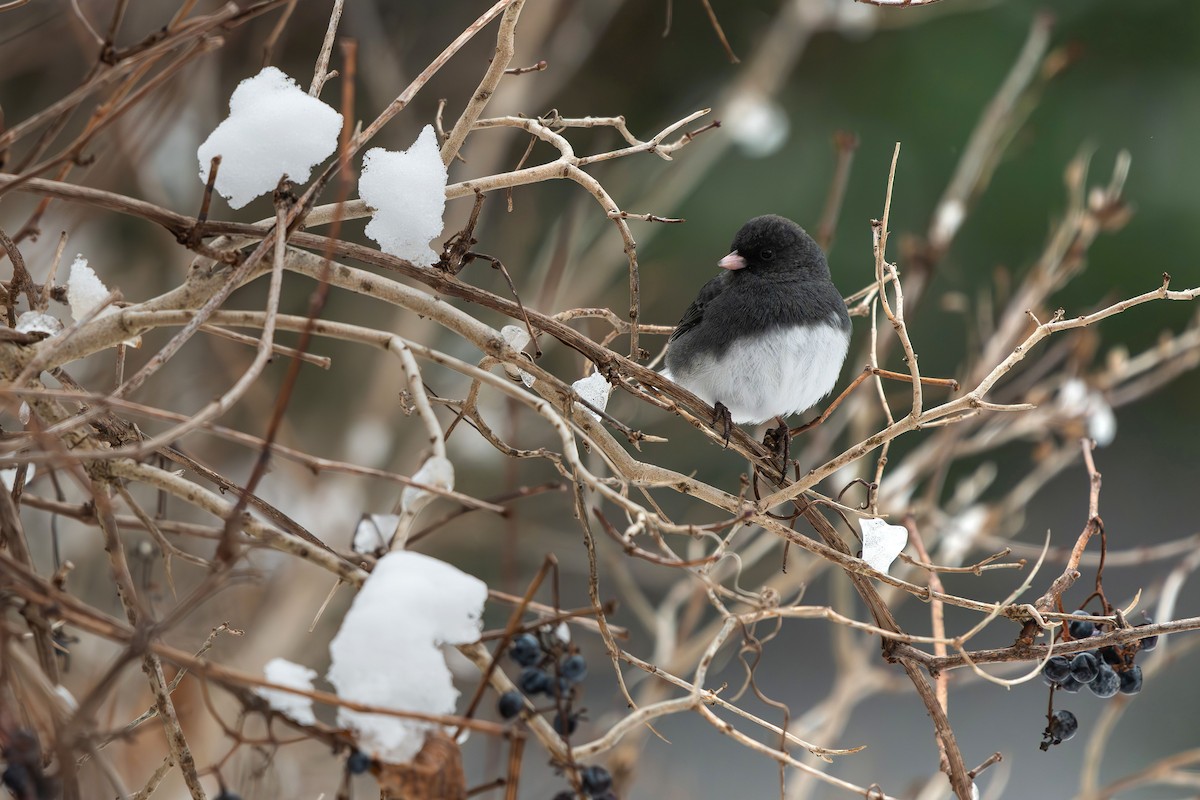 Dark-eyed Junco - ML647054826