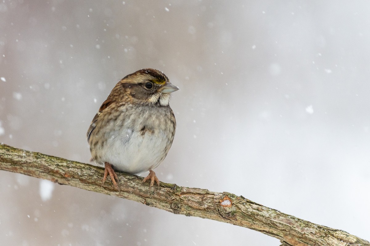 Chingolo Gorjiblanco - ML647054833