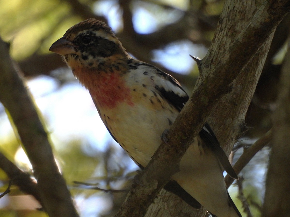 Rose-breasted Grosbeak - ML647054834