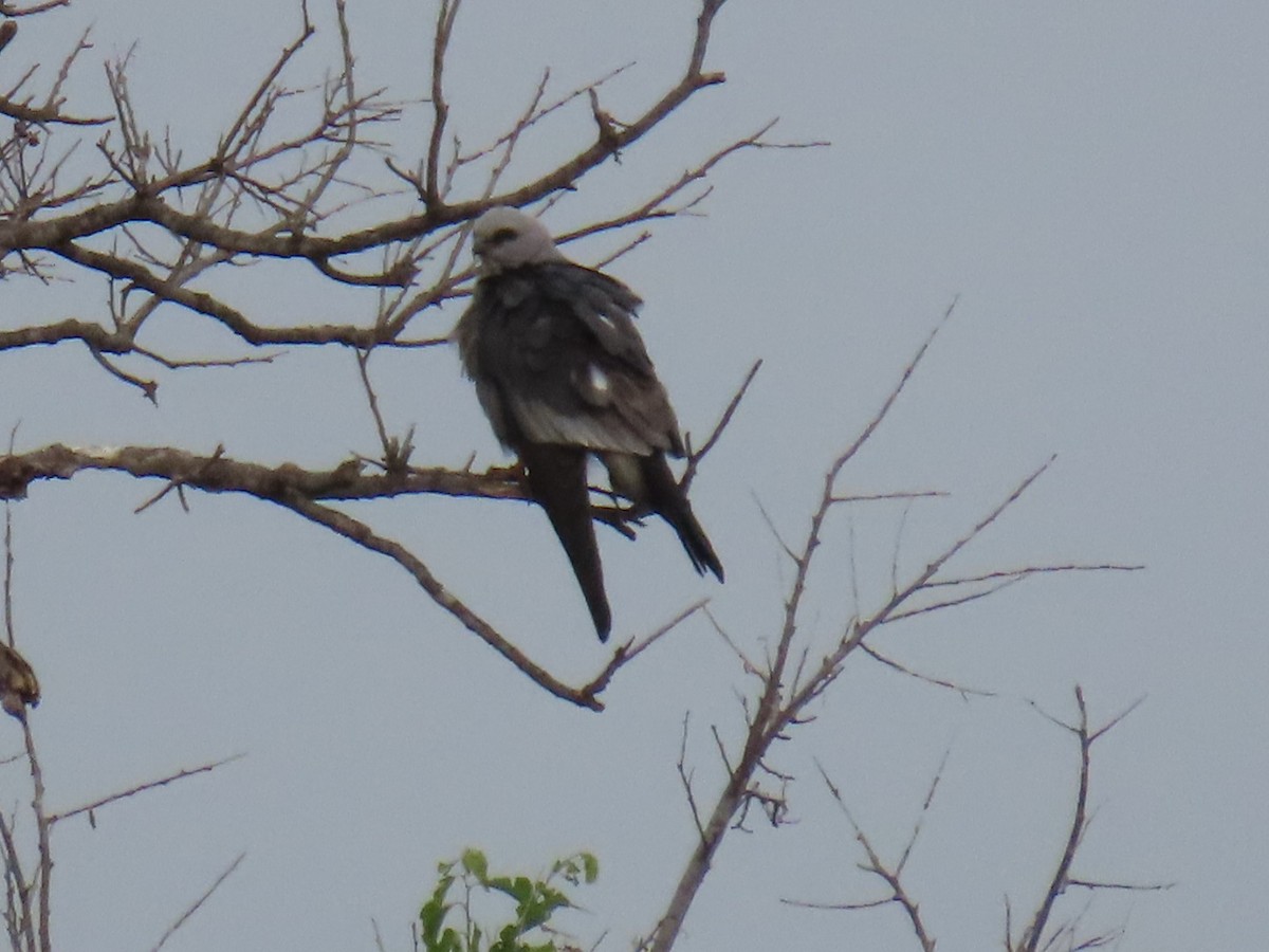 Milan du Mississippi - ML647054835