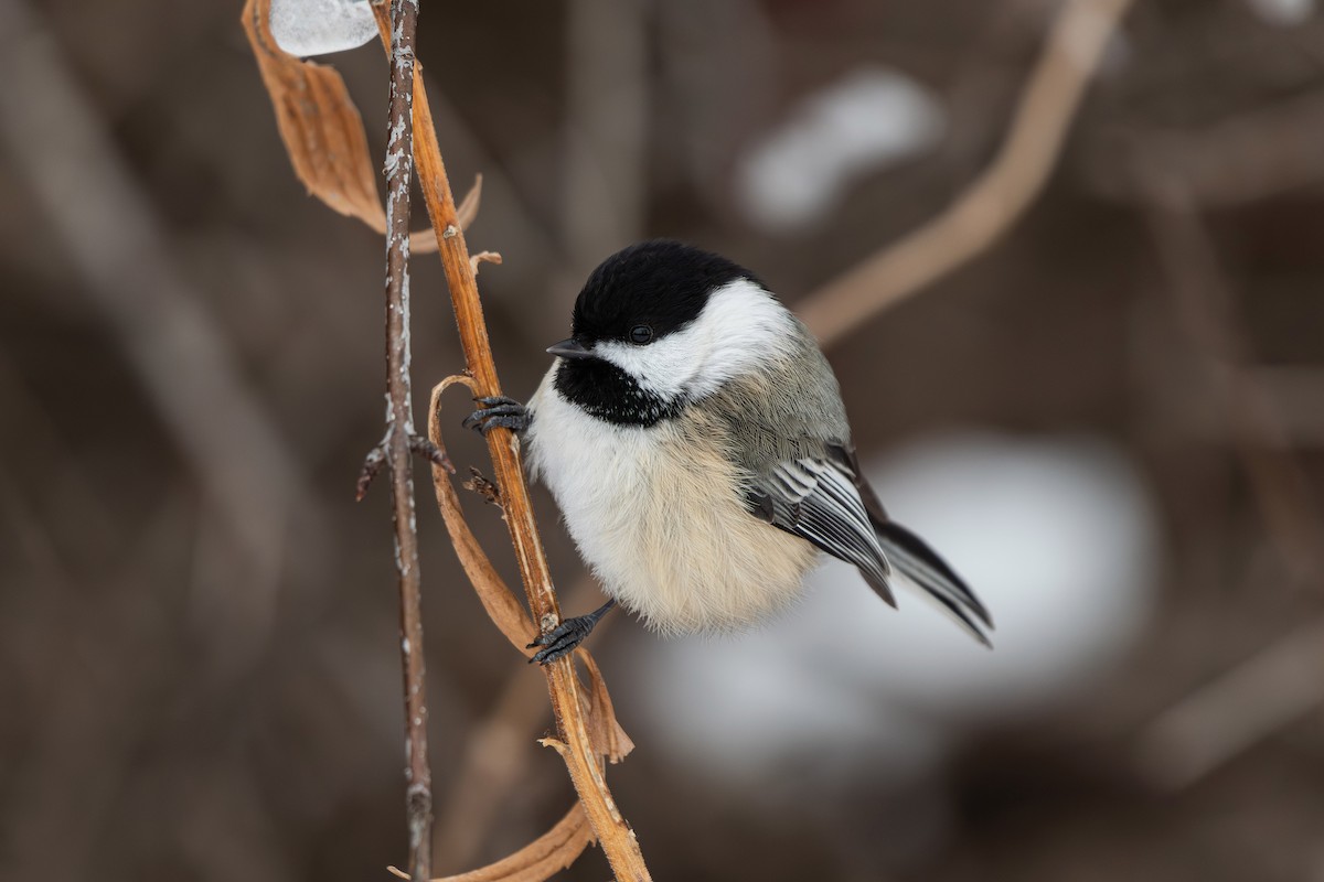 Black-capped Chickadee - ML647054837