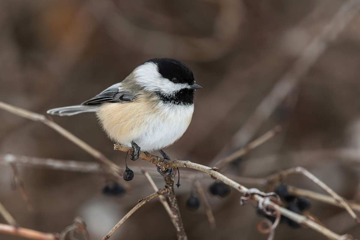 Black-capped Chickadee - ML647054838