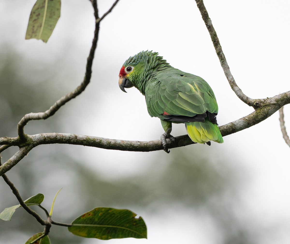 Аратинга червонолобий - ML647054841