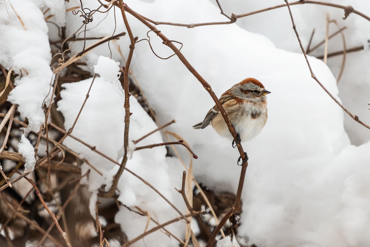 American Tree Sparrow - ML647054846