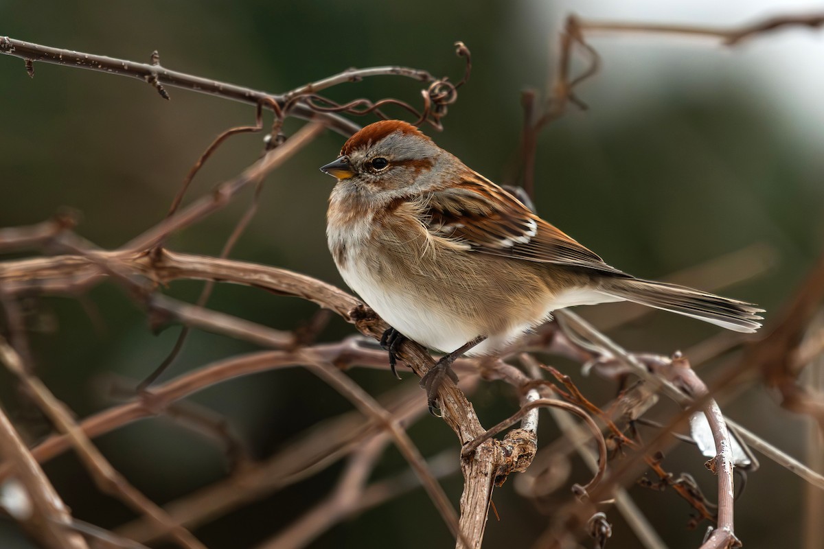 American Tree Sparrow - ML647054850