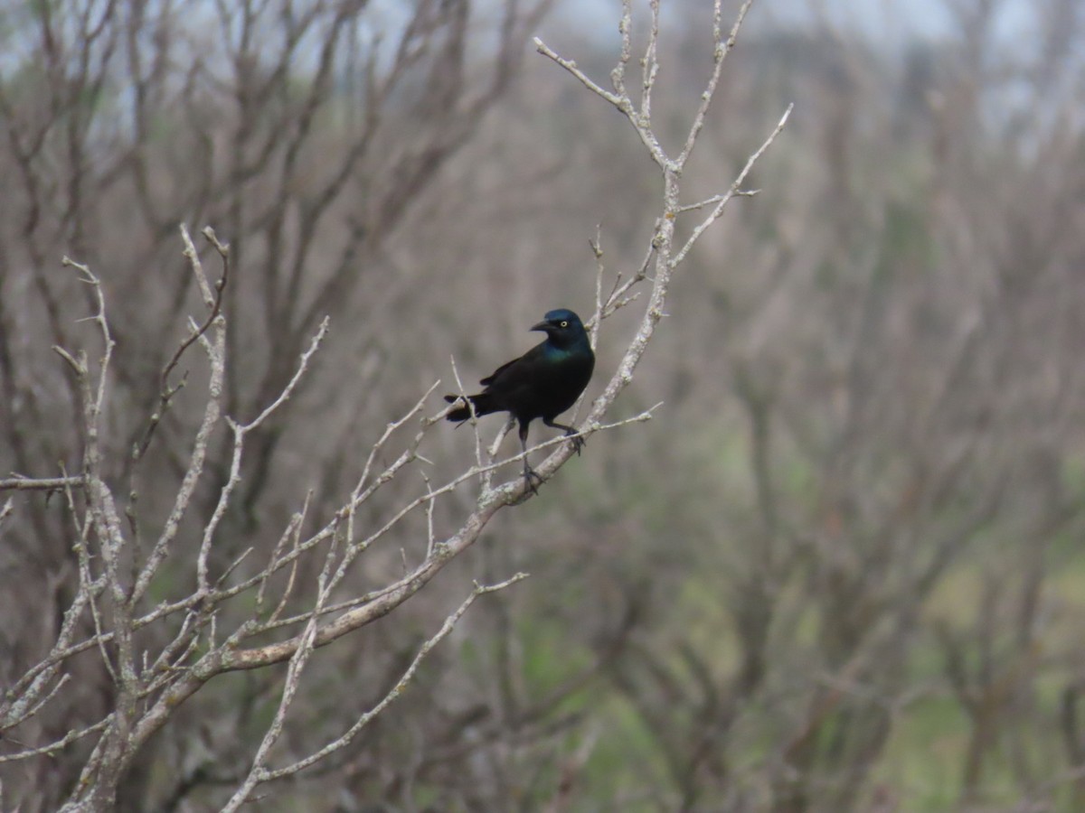 Purpurgrackel - ML647054873