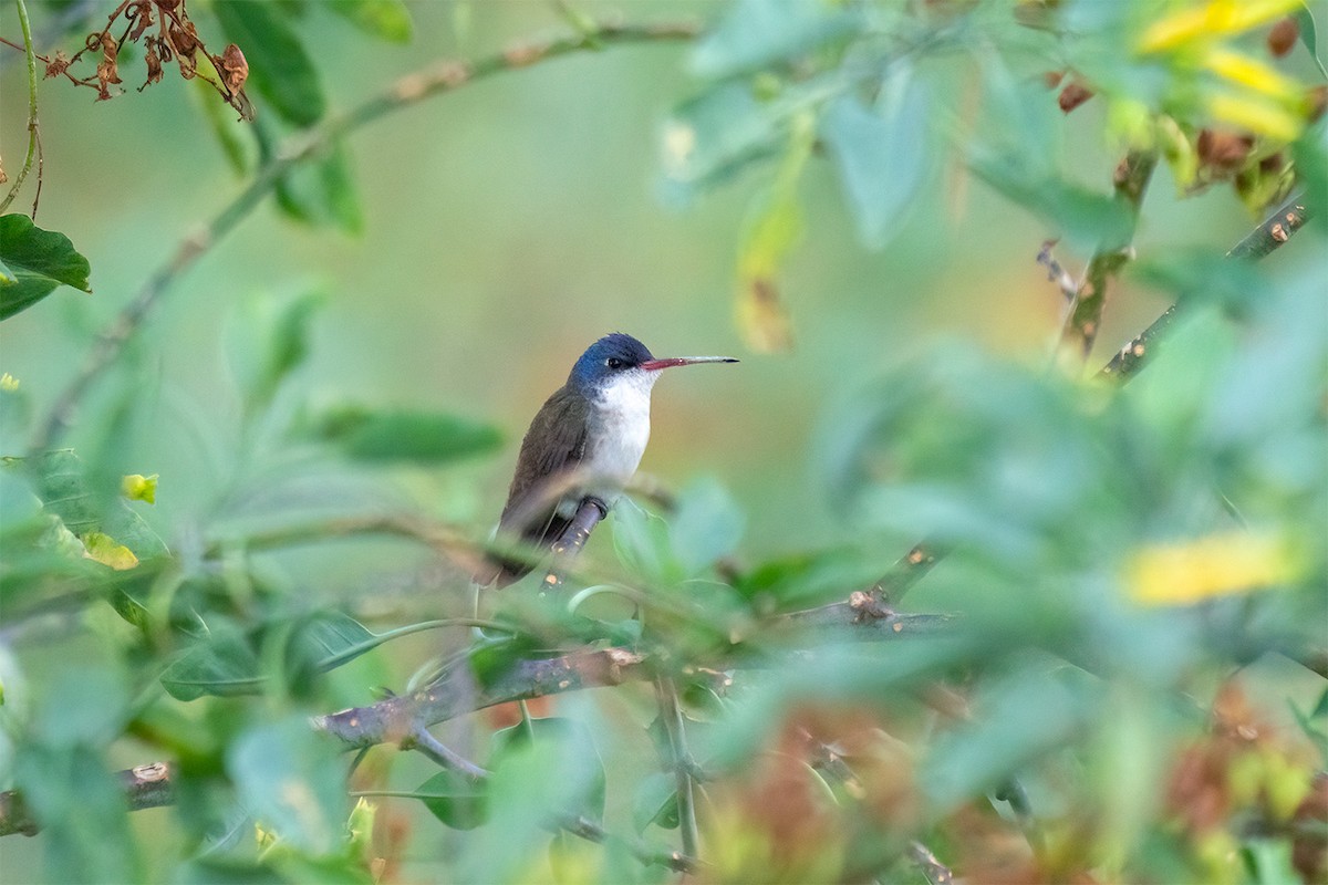 Violet-crowned Hummingbird - ML647054900