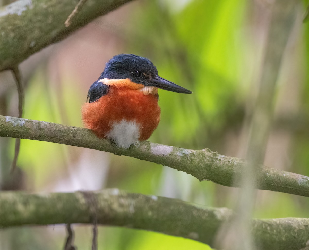 bronseisfugl - ML647054902