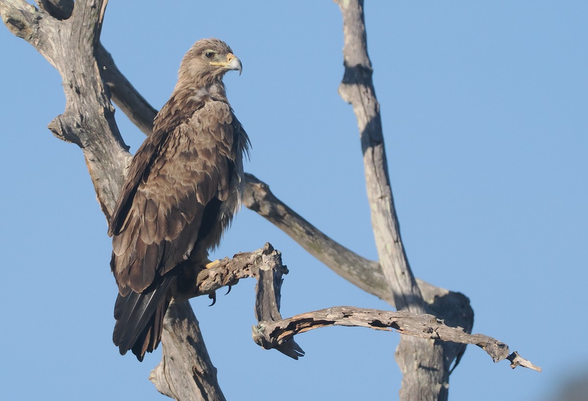 Tawny Eagle - ML647054905