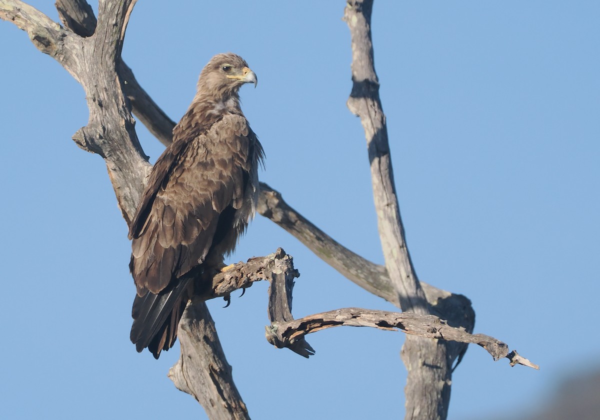 Tawny Eagle - ML647054906