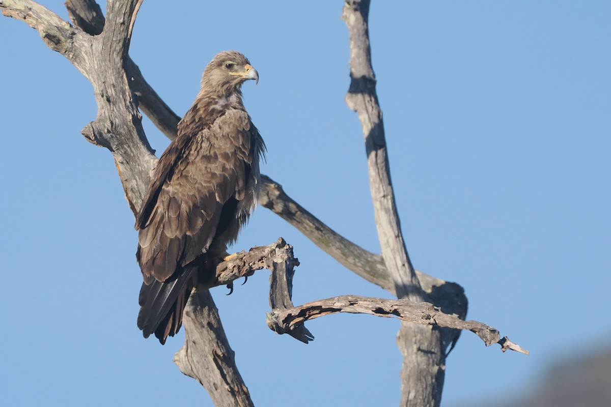 Tawny Eagle - ML647054908