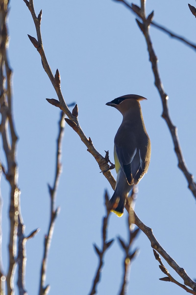 Кедровый свиристель - ML647054921