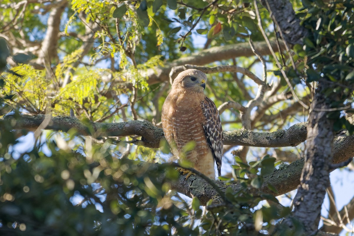 káně páskovaná - ML647054930