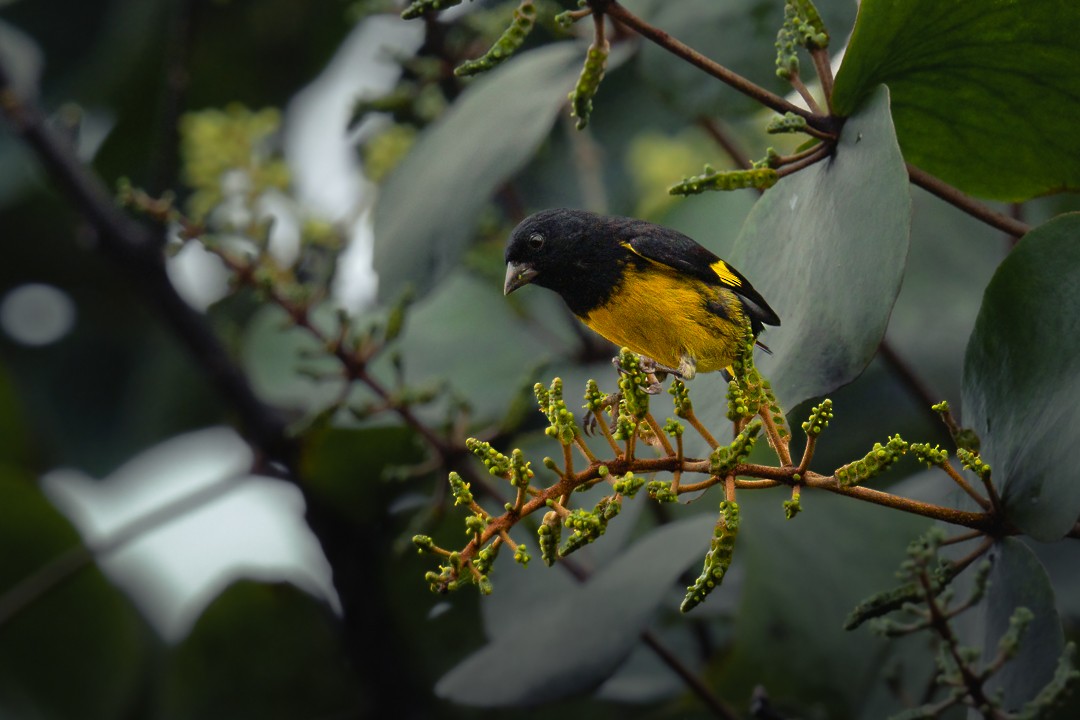 Yellow-bellied Siskin - ML647054933