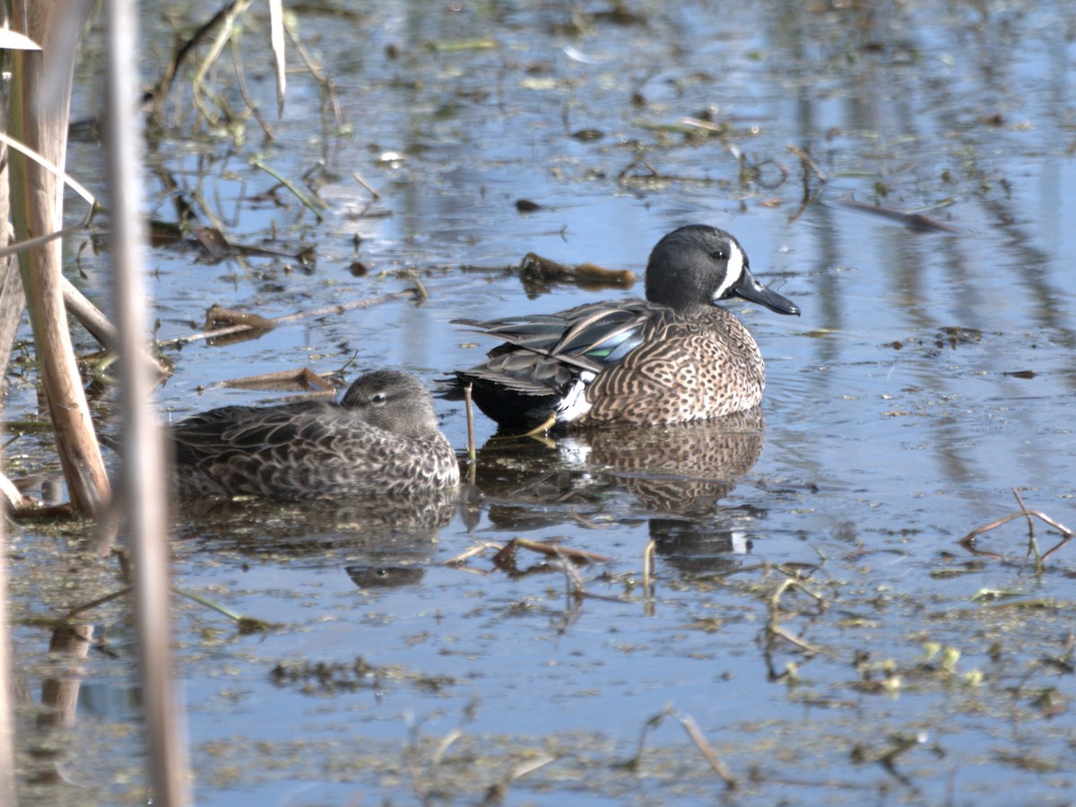 Blue-winged Teal - ML647054942