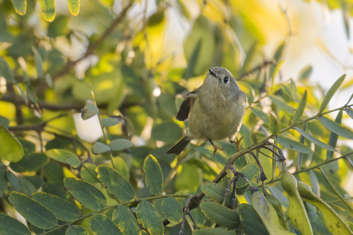 Ruby-crowned Kinglet - ML647054943