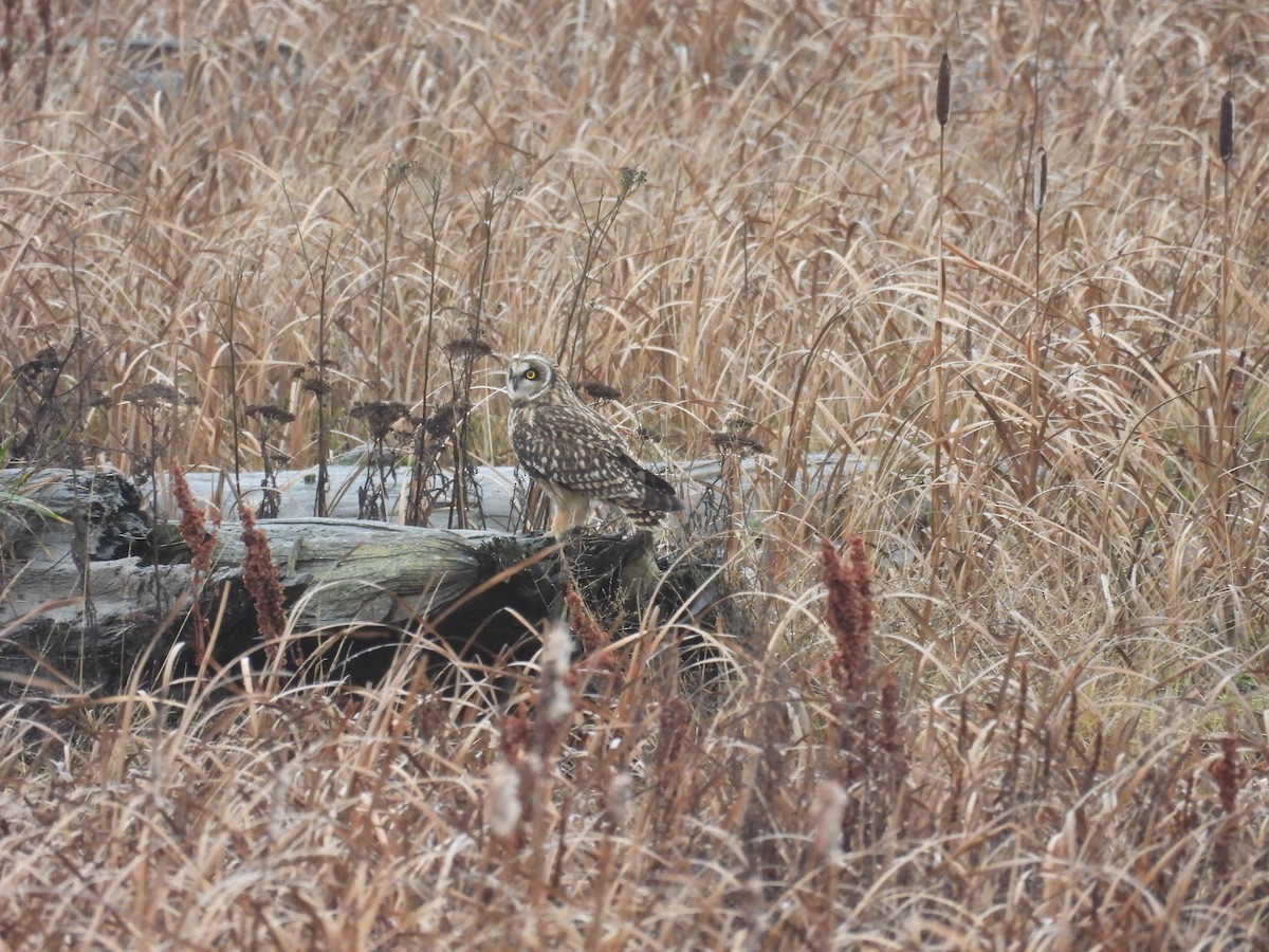 Short-eared Owl - ML647054944