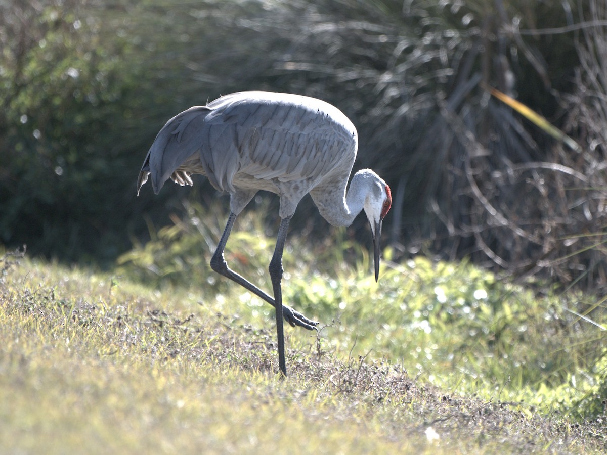 Sandhill Crane - ML647054945