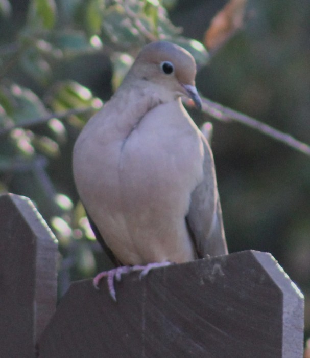Mourning Dove - ML647054955