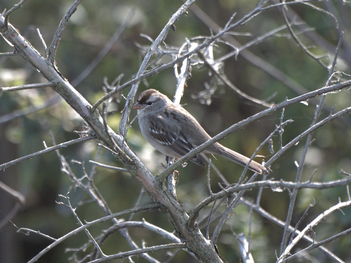 White-crowned Sparrow - ML647054971